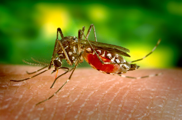 Gelbfiebermücke (Aedes aegypti)