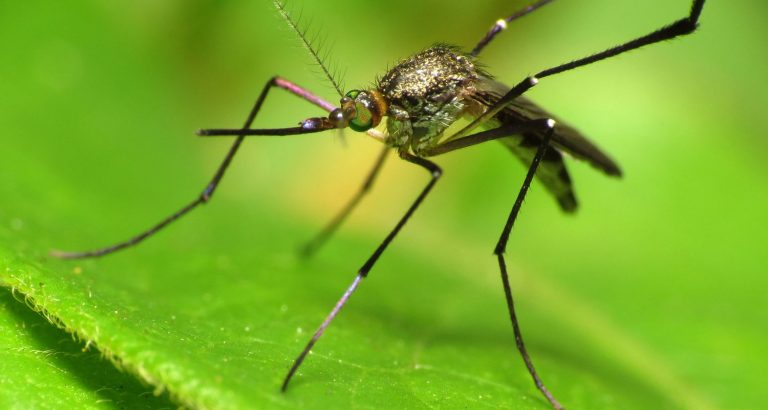 Musik gegen Mücken Gut vorbereitet zur Grillparty Teufel Blog