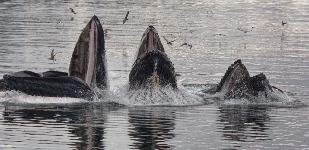 Walgesänge: Buckelwale in der Herde