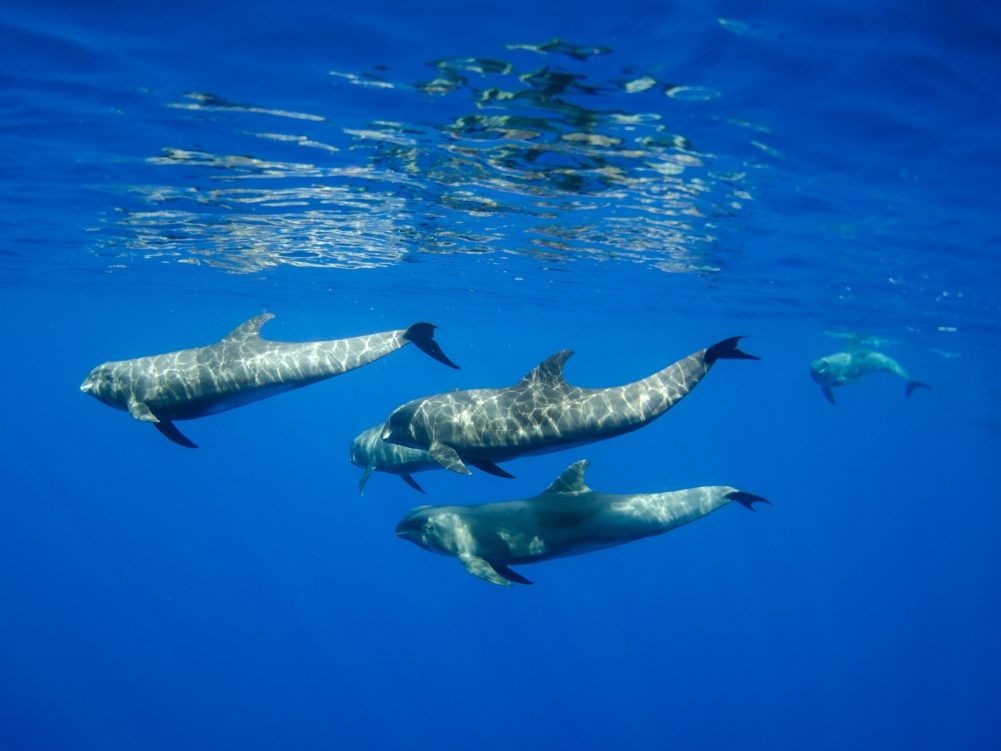 Canciones de ballenas: Delfines en la manada
