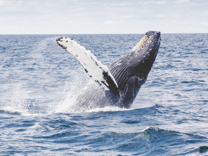 Springender Buckelwal