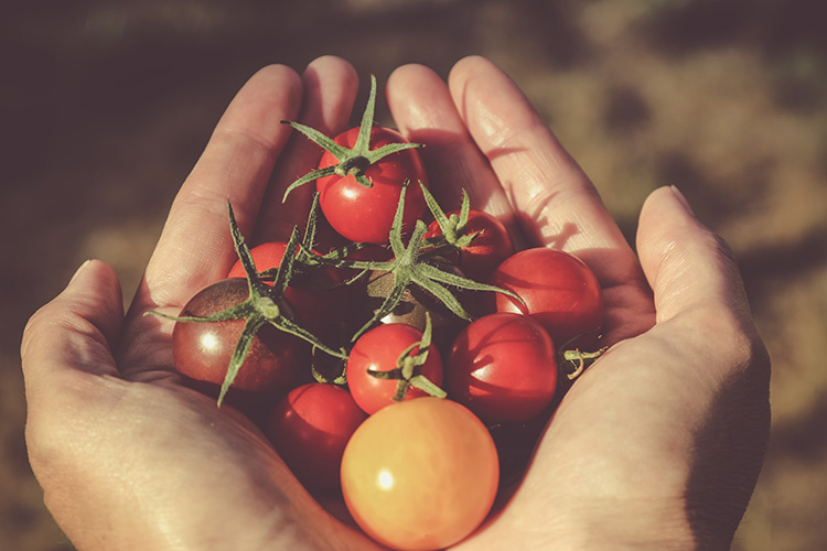 Hand mit Tomaten