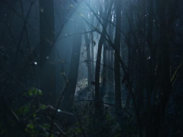 mystischer, dunkler Wald