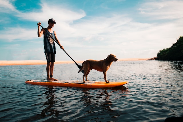 Auf einem See steht ein Mann mit Hund auf einem Stand-up-Board.