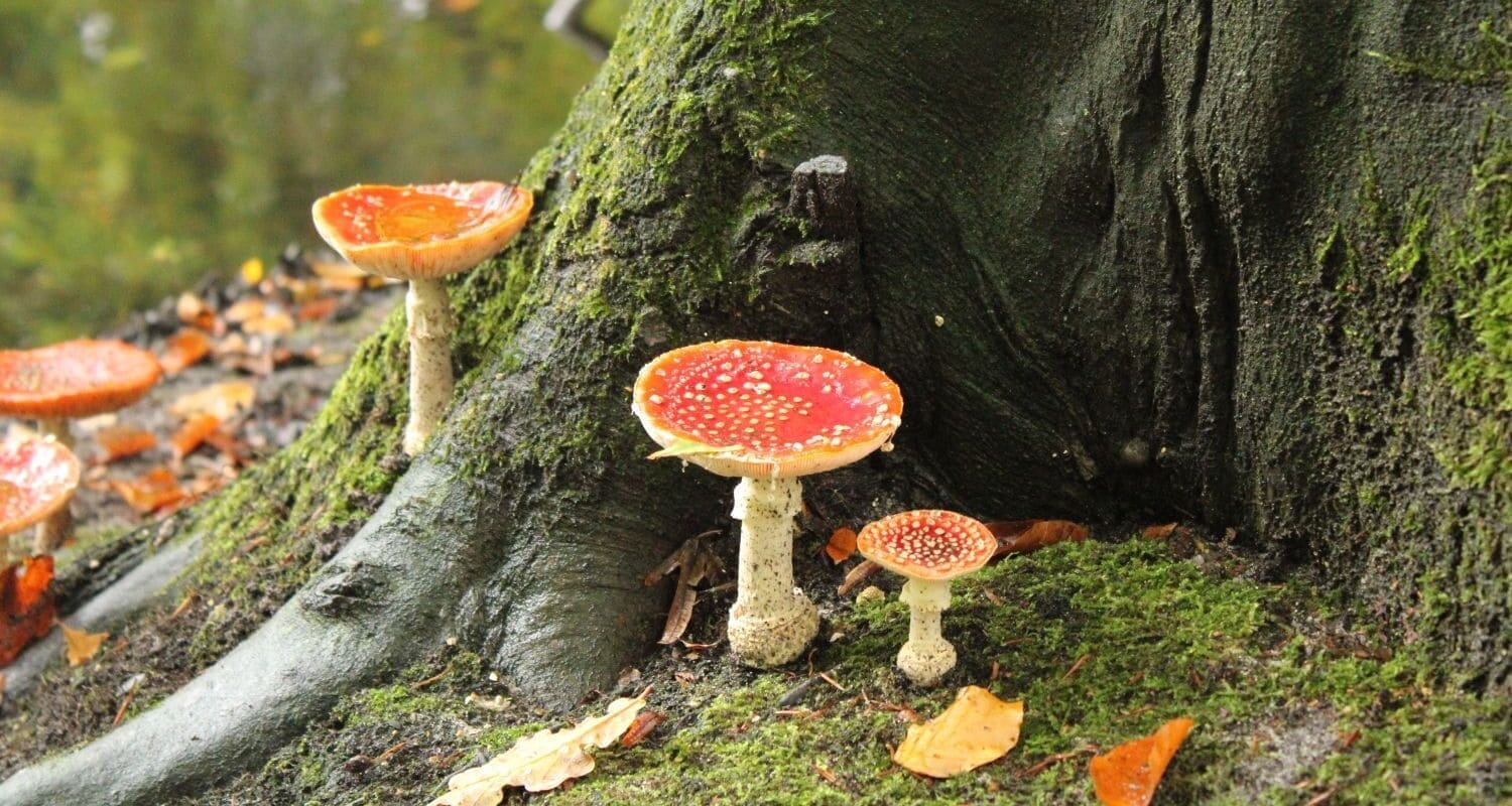 Mehrere rot-weiße Fliegenpilze wachsen zwischen Moos und Herbstlaub am Fuß eines großen Baumstamms im Wald