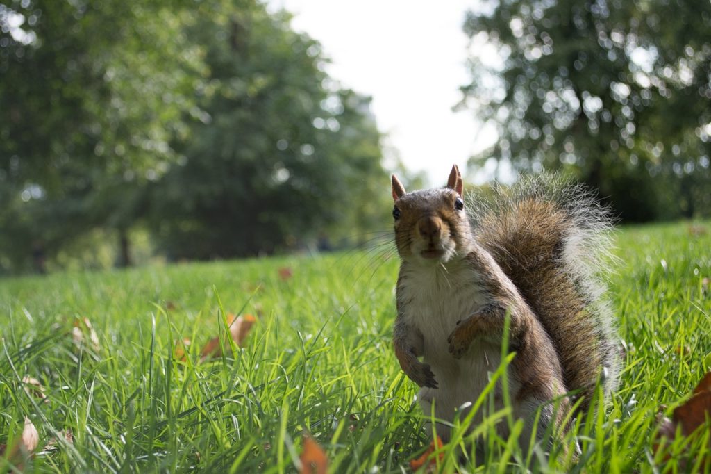 Eichhörnchen im Park in London